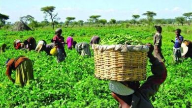 Jigawa State Govt Trains 400 Youths in Date Palm Farming