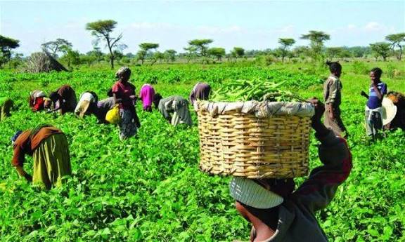 Jigawa State Govt Trains 400 Youths in Date Palm Farming